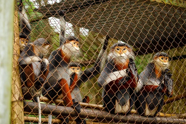 Affe Mit Roten Beinen Dschungel Von Cuc Phoung — Stockfoto