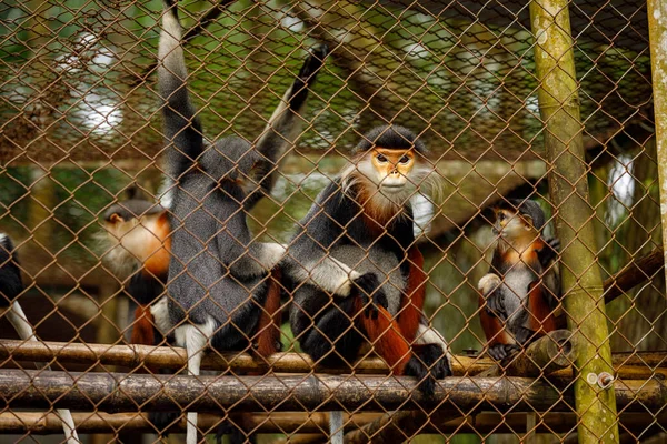 Rödbenade Kläder Monkey Cuc Phoung Jungle — Stockfoto