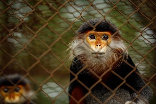 Red Legged Clothes Monkey Cuc Phoung Jungle — Stock Photo, Image