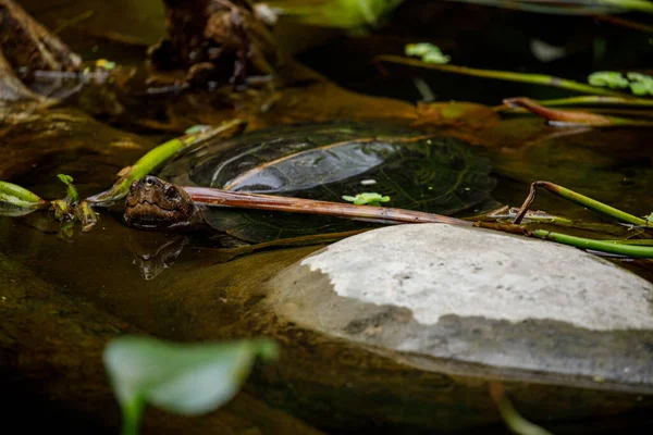Schildpad Een Vijver Van Jungle Van Cuc Phuong Vietnam — Stockfoto
