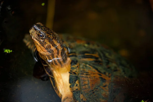 Schildpad Een Vijver Van Jungle Van Cuc Phuong Vietnam — Stockfoto