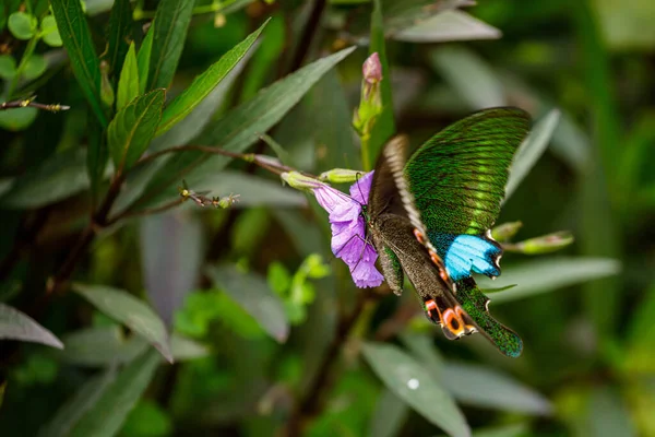Motýl Květině Džungli Cuc Phuong — Stock fotografie