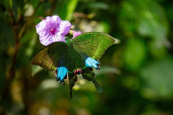 Schmetterling Auf Blume Dschungel Von Cuc Phuong — Stockfoto