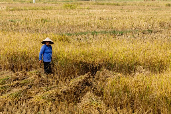 Agricultor Campo Arroz Vietnã — Fotografia de Stock