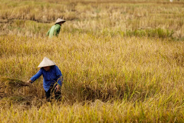 Agricultor Campo Arroz Vietnã — Fotografia de Stock