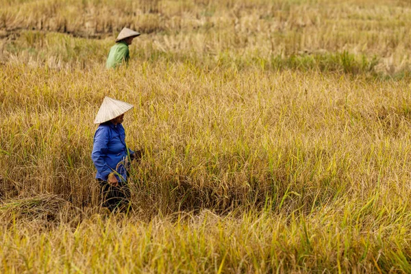 Vietnam Pirinç Tarlasında Bir Çiftçi — Stok fotoğraf