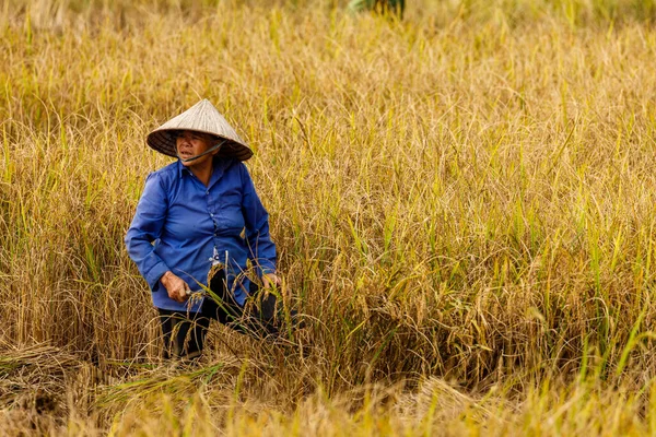 Agricultor Campo Arroz Vietnã — Fotografia de Stock