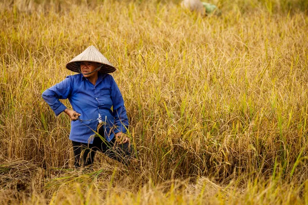 Agricultor Campo Arroz Vietnã — Fotografia de Stock