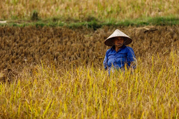 Agricultor Campo Arroz Vietnã — Fotografia de Stock