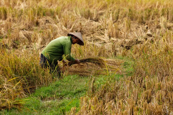 Agricultor Campo Arroz Vietnam — Foto de Stock