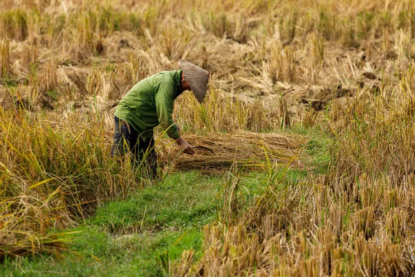 Farmer Rice Field Vietnam — Stock Photo, Image