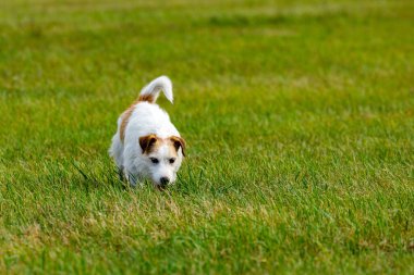 Bir çayır üzerinde sevimli bir Terrier oynuyor.