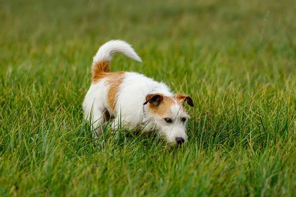 Terrier Mignon Joue Sur Une Prairie — Photo