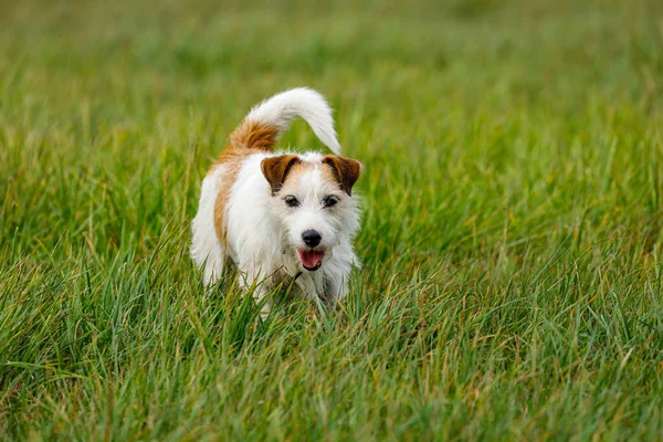 Terrier Mignon Joue Sur Une Prairie — Photo