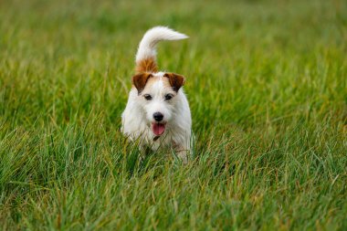 Bir çayır üzerinde sevimli bir Terrier oynuyor.