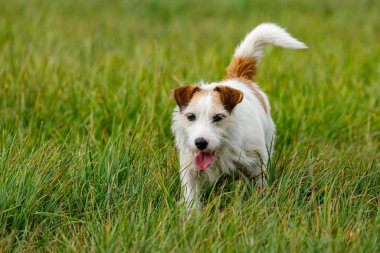 Bir çayır üzerinde sevimli bir Terrier oynuyor.