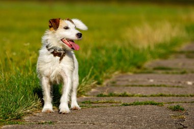 Bir çayır üzerinde sevimli bir Terrier oynuyor.
