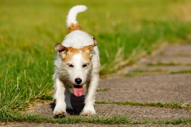Bir çayır üzerinde sevimli bir Terrier oynuyor.