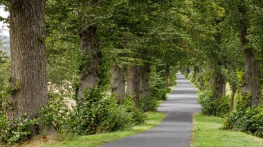 Almanya 'da Herleshausen' deki ağaçlar sokağı.