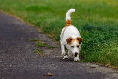 Bir çayır üzerinde sevimli bir Terrier oynuyor.