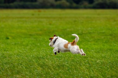Bir çayır üzerinde sevimli bir Terrier oynuyor.