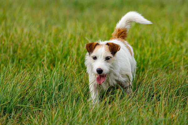 Terrier Mignon Joue Sur Une Prairie — Photo