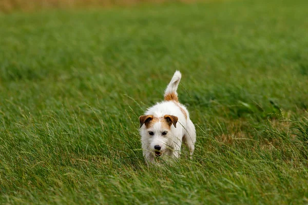 Lindo Terrier Está Jugando Prado —  Fotos de Stock