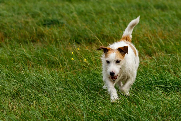 Lindo Terrier Está Jugando Prado —  Fotos de Stock