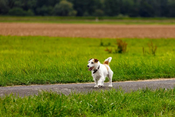 Terrier Mignon Joue Sur Une Prairie — Photo