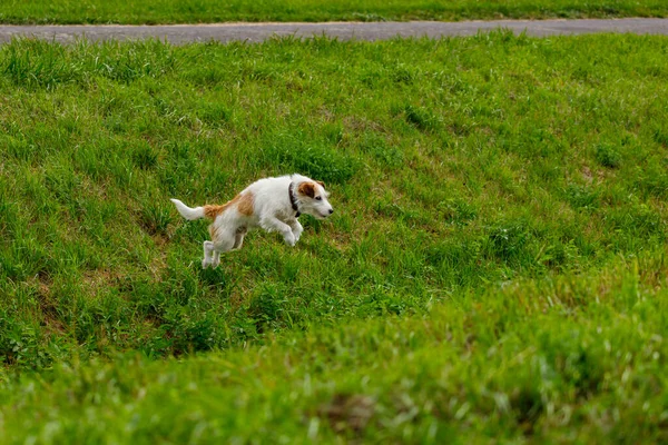 Lindo Terrier Está Jugando Prado —  Fotos de Stock