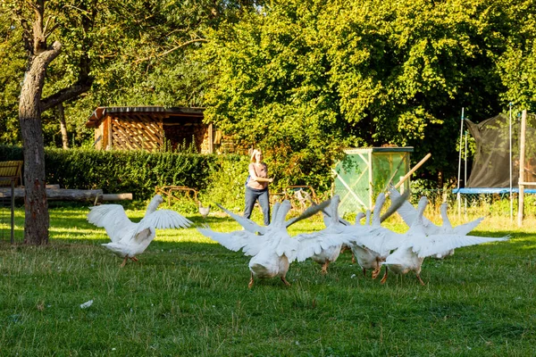 Una Bandada Gansos Una Granja — Foto de Stock