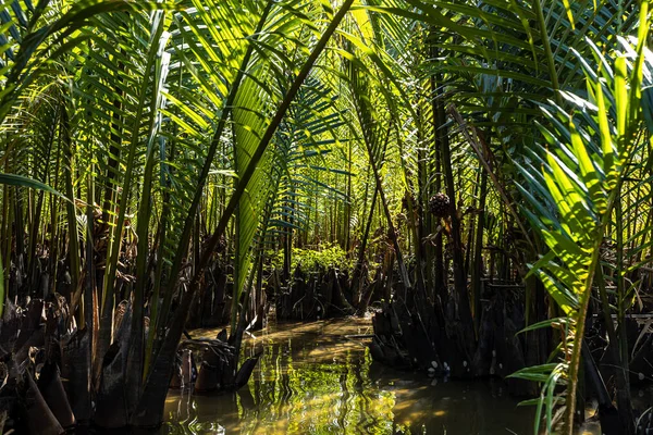 Palm Trees River Hoi Vietnam — Stock Photo, Image