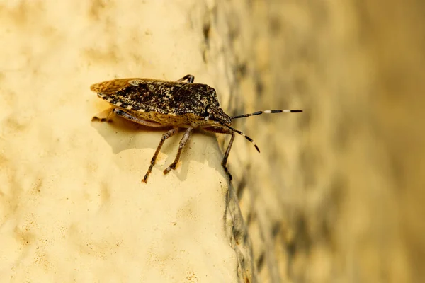 Insecto Gris Jardín — Foto de Stock