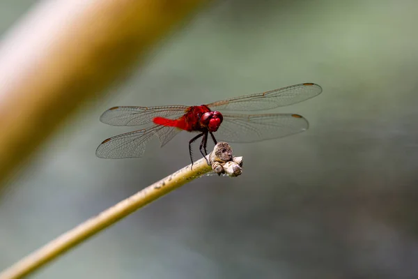 Una Libélula Roja Una Rama — Foto de Stock