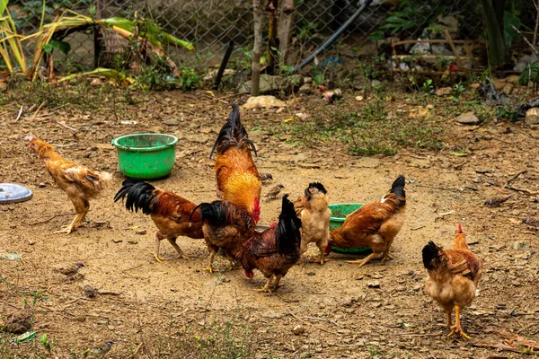 Hen Cock Chicken Farm — Stock Photo, Image
