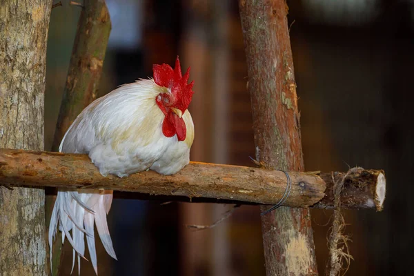 Gallo Una Granja — Foto de Stock