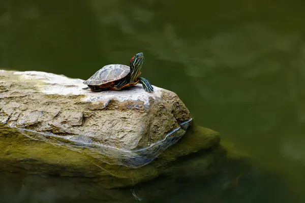 Een Schildpad Rots — Stockfoto