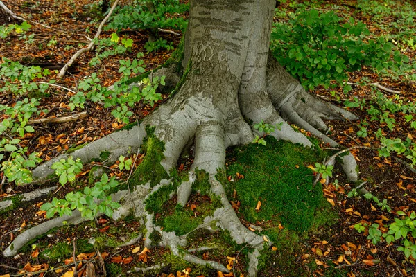 Raízes Uma Faia Floresta — Fotografia de Stock