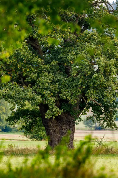 Stor Gammal Ekstam — Stockfoto