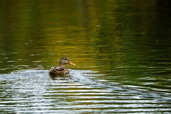 Eine Stockente Einem Fluss — Stockfoto