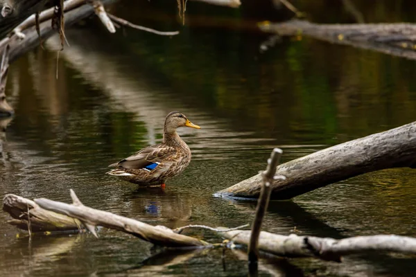 Eine Stockente Einem Fluss — Stockfoto