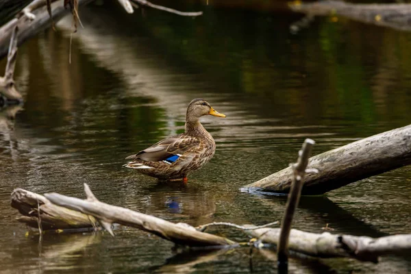 Eine Stockente Einem Fluss — Stockfoto