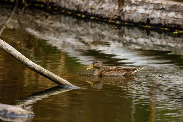 Eine Stockente Einem Fluss — Stockfoto