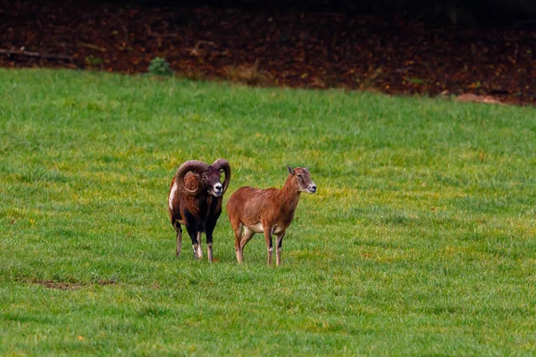 Mouflon Sur Une Prairie — Photo