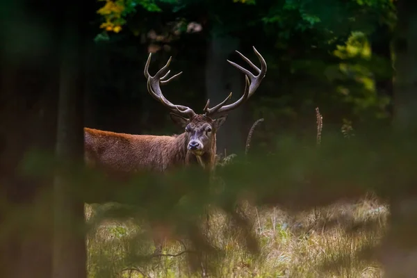 Deer Rutting Season Forest — Stock Photo, Image