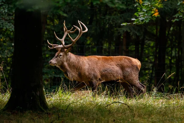 Cervi Durante Stagione Della Malga Nella Foresta — Foto Stock