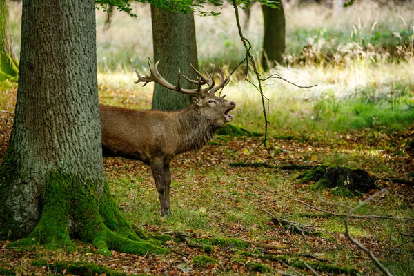 Herten Tijdens Het Bronstseizoen Het Bos — Stockfoto