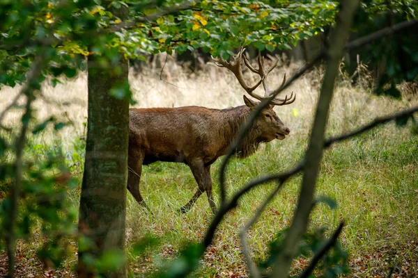 Deer Rutting Season Forest — Stock Photo, Image