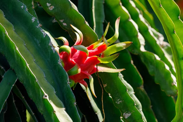 Une Plantation Cactus Fruits Dragon — Photo