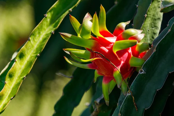 Plantation Dragon Fruit Cactus — Stock Photo, Image